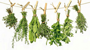 4 צמחי מרפא לטיפול טבעי בבעיות בריאות